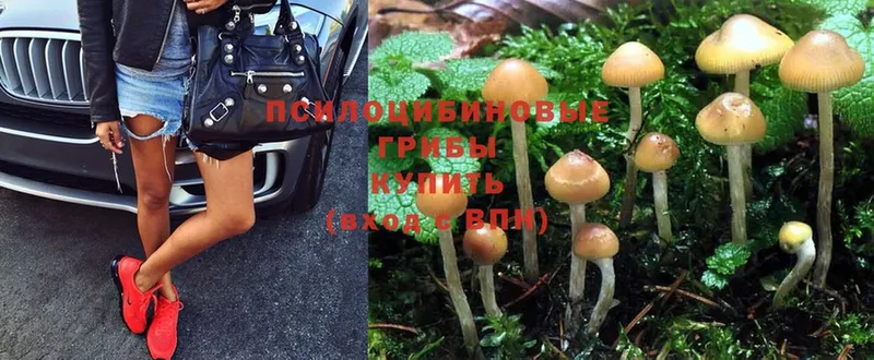 Галлюциногенные грибы Psilocybe  Кашира 